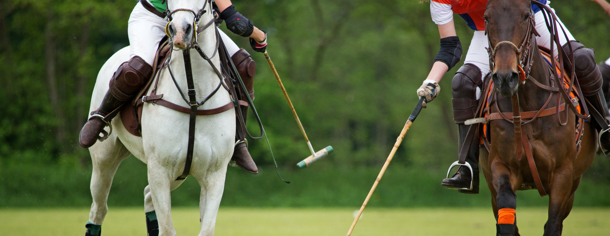 Polo for Pups to Benefit The Hotel for Homeless Dogs